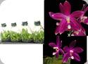 Phal. speciosa Red x Red